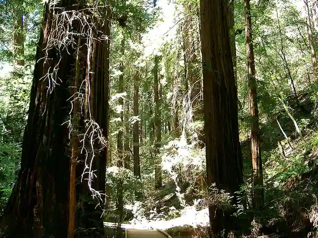 Muir Woods National Monument