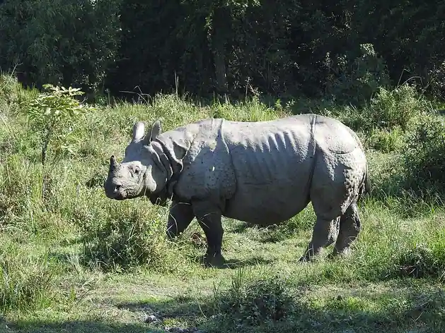 Parc national de Kaziranga