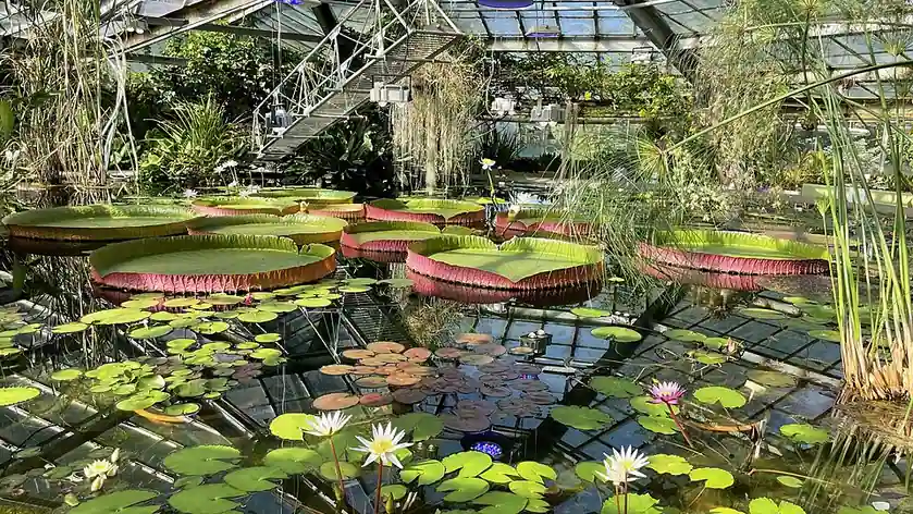 Jardin botanique Pierre le Grand