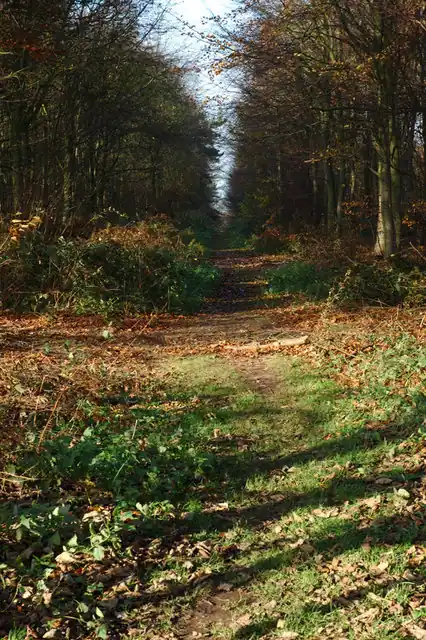 Heath Wood