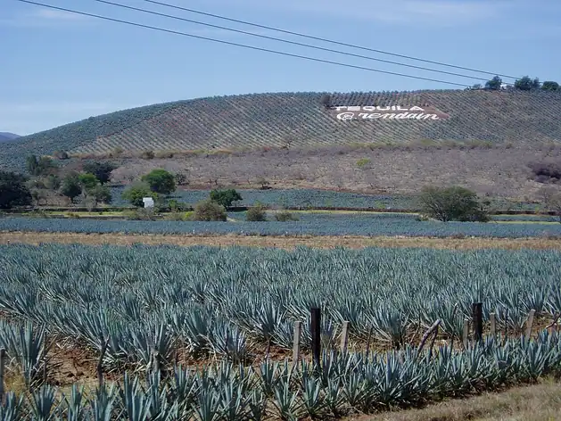 Paysage d'agaves et anciennes installations industrielles de Tequila