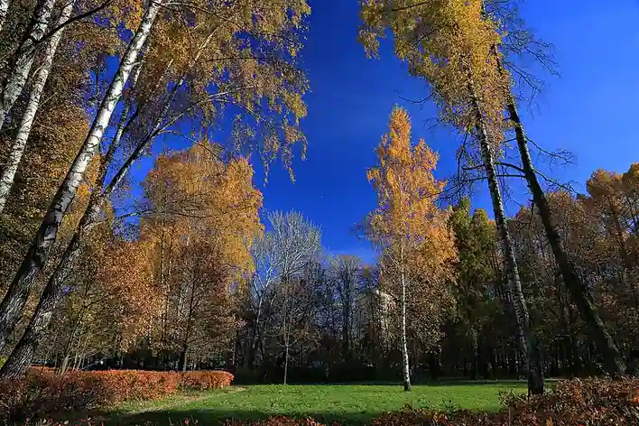 Parc Sokolniki