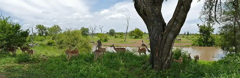 Parc national Kruger