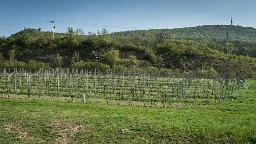 Dolní Věstonice