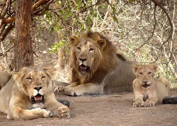 Parc national et sanctuaire faunique de Gir