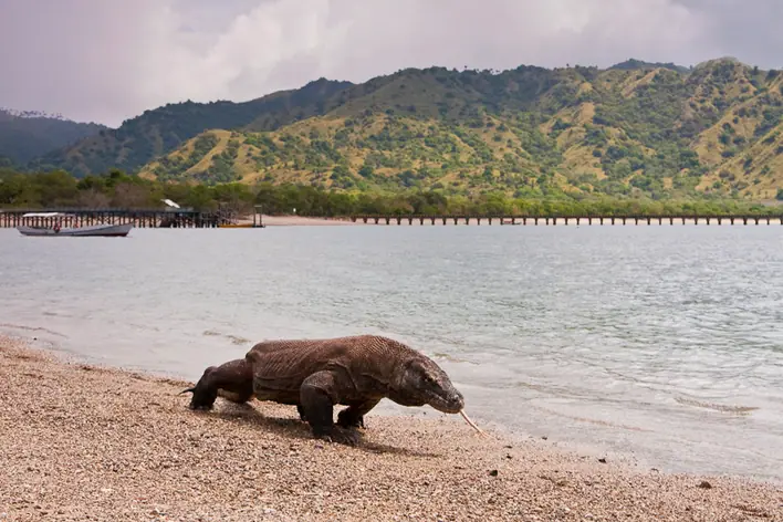 Parc national de Komodo