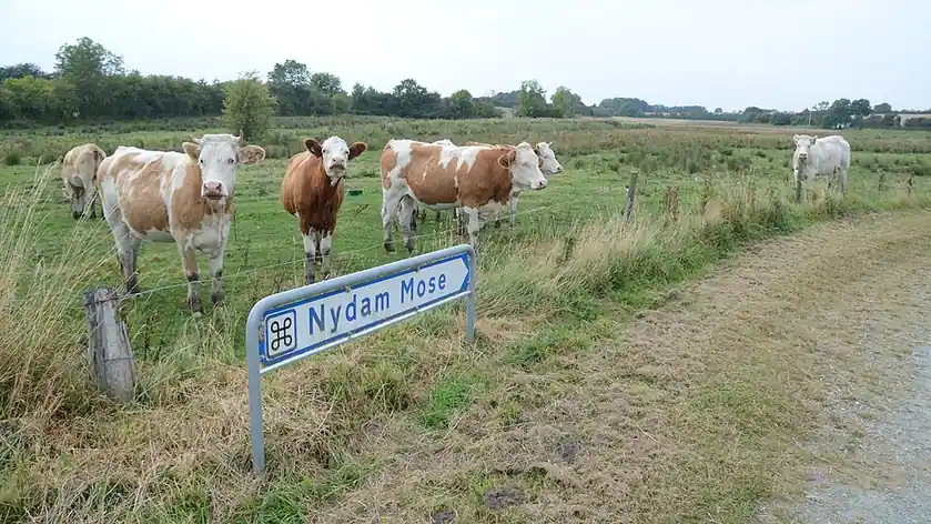Nydam Mose
