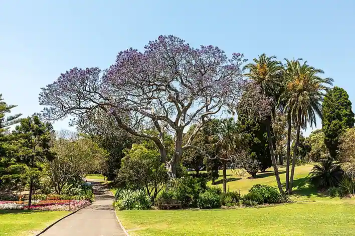 Jardins botaniques royaux de Sydney