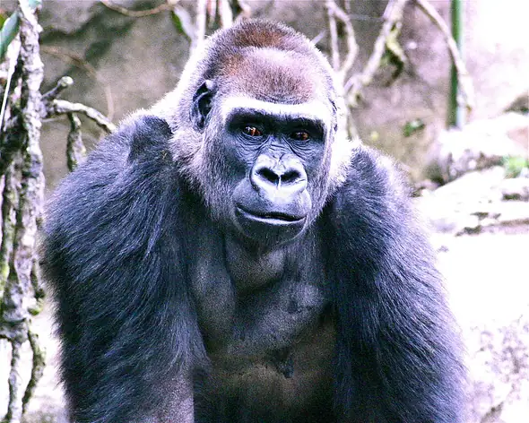 Zoo et jardin botanique de Cincinnati