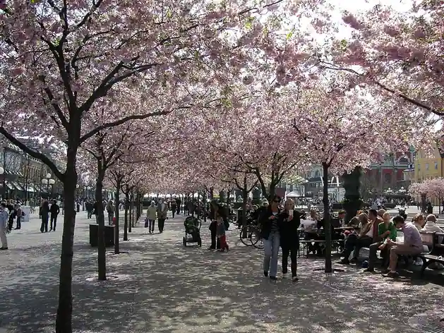 Kungsträdgården
